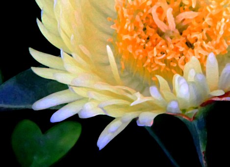 iceplant-succulent-sunny-continues-misc 210