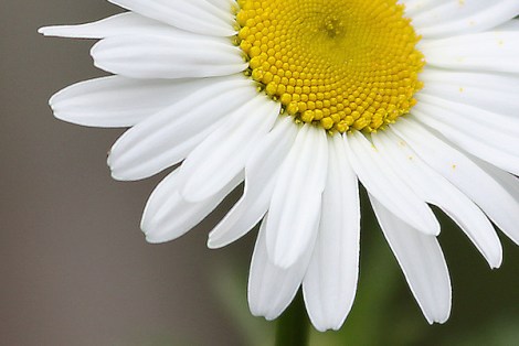 Gold_White DaisyAbrams